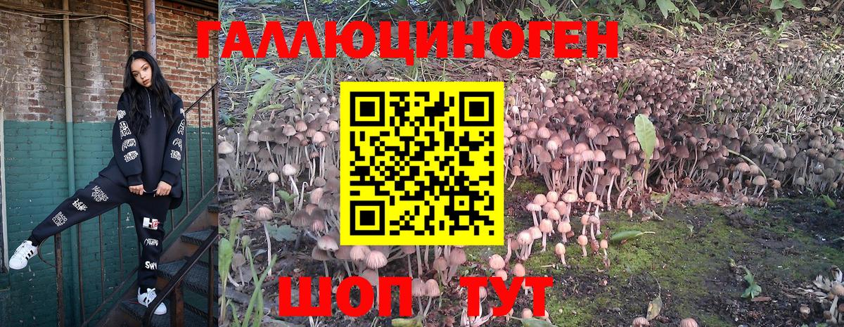 Балашов  Галлюциногенные грибы Cubensis  Вход с VPN 